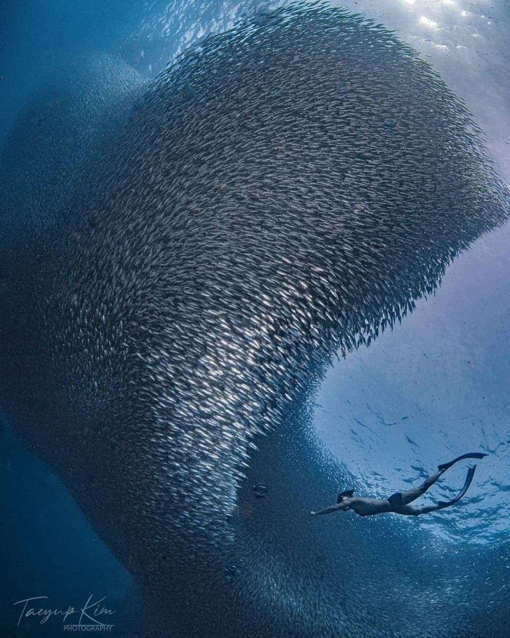 A freediver beside the massive silver sardine bait ball of the Moalboal Sardine Run, deep blue water all around